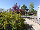 Golden Currant & Pink Crabapple in Bloom