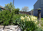 Snowball Bush Back Left & Hardy Pale Yellow Iris