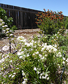 White Dogwood & Red Shrub Roses