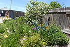 Snowball Bush in Inside Garden