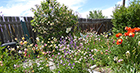 Columbine, Penstemon, & Oriental Poppies