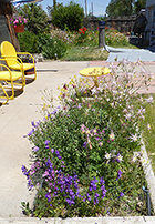 Purple Penstemon, Blue Fleabane, Pink & Yellow Columbines