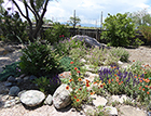 White Spirea, Blanket Flower, Penstemon