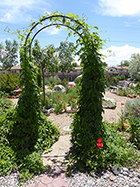 Hops on Arch & Red Shirley Poppies
