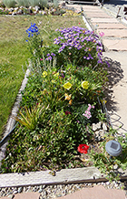 Yellow Missouri Primrose & Lavender Fleabane