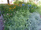 Orange Trollius, Blue Larkspur, Varigated Bishop's Weed