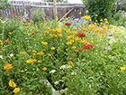 Orange Trollius & Red Maltese Cross