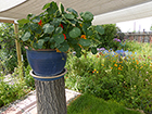 Nasturtiums Under Shade Awning