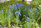 Blue Larkspur, Orange Trollius, & Maltese Cross