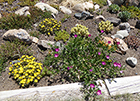 Poppy Mallow & Yellow Sedum