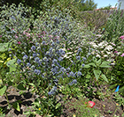 Sea Holly