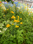 More Trollius & Larkspur