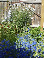 Blue Larkspur & White Shasta Daisies