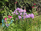 Hollyhocks & Phlox