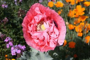 peony poppy