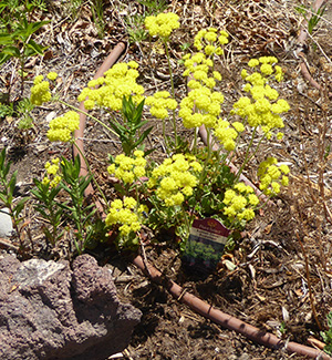 buckwheat