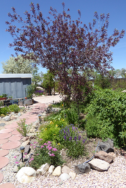 chokecherry