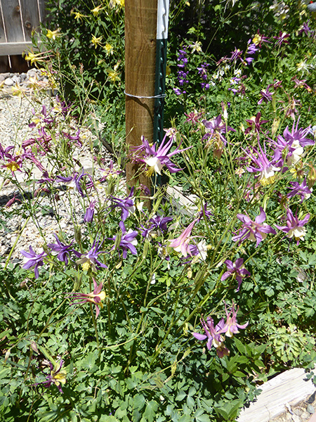 columbines