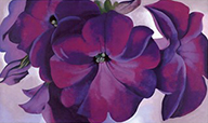 Petunias